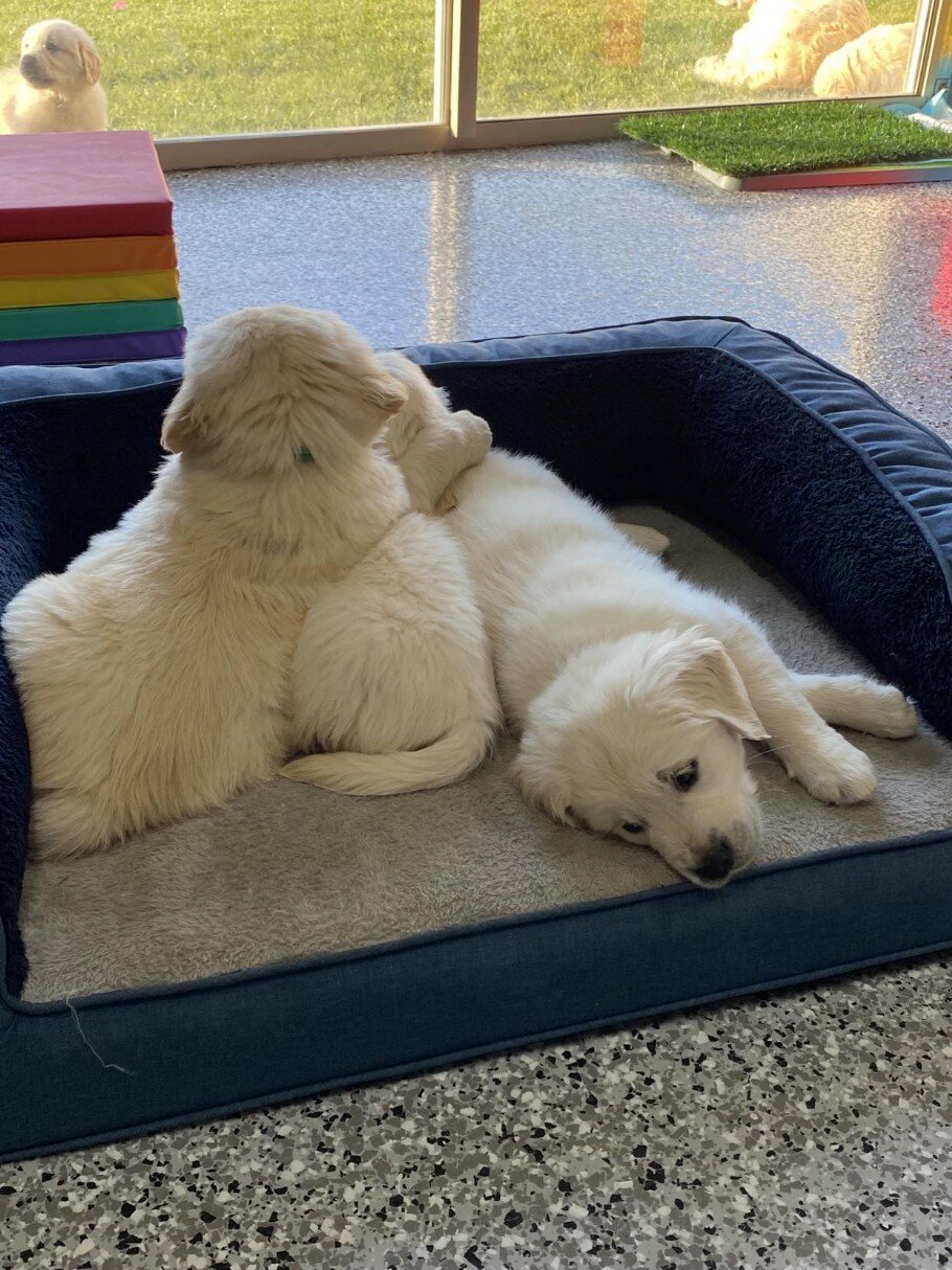 Relaxing puppies