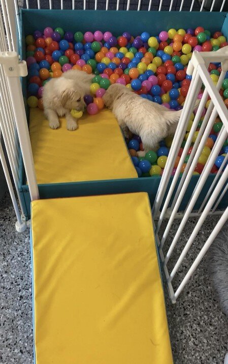 Ballpit Fun Ballpit Fun