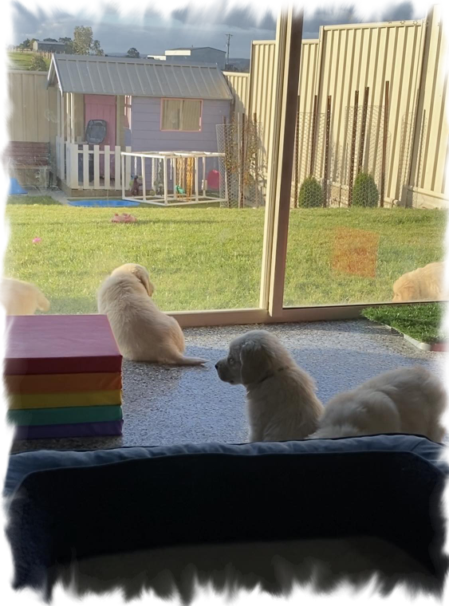 Cadenzahgold puppies Cadenzahgold puppies