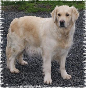 Cadenzahgold Super Buffy Cadenzahgold Super Buffy