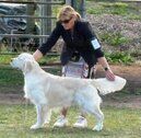 Picture of Goldshyne Name of the Game being shown with his owner.