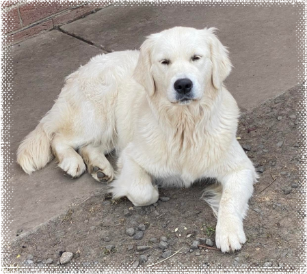 Cadenzahgold Peggy Sue