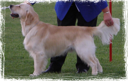 Trigolden Highland Piper