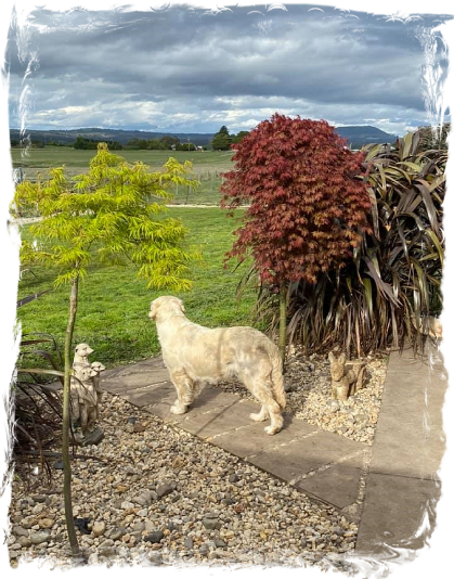 Cadenzahgold Sweet Molly enjoying views of Mount Buninyong