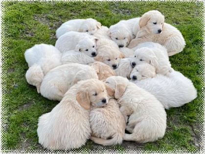 8 week old puppies at Cadenzahgold in a pile