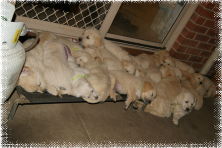Two litters of Cadenzahgold Golden Retriever Puppies