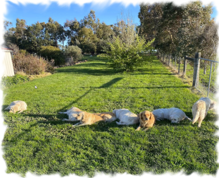 Cadenzahgold Golden Retrievers enjoyng the sunshine
