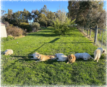 Cadenzahgold Golden Retrievers enjoying the sun