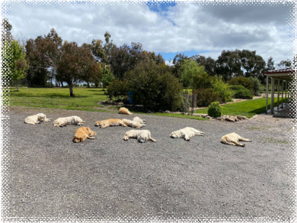 Sleeping goldens at Cadenzahgold2 week old puppies at Cadenzahgold lined up