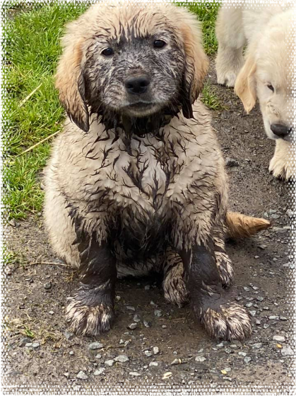 A muddy puppy at Cadenzahgold