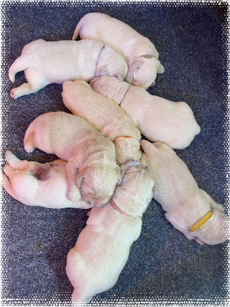 2 week old Puppies at Cadenzahgold