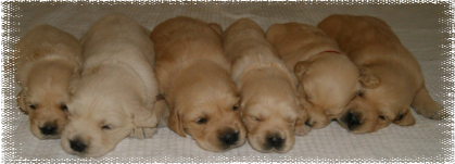 2 week old puppies at Cadenzahgold lined up