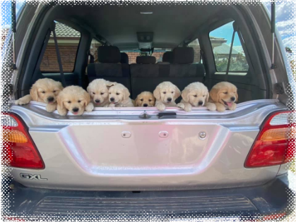 Cadenzahgold puppies going on a car adventure