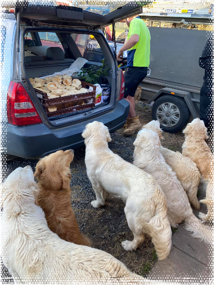 Cadenzahgold golden retrievers showing self control in front of pies