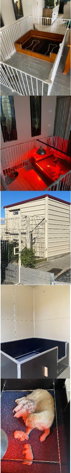 Pictures of Cadenzahgold Golden Retrievers whelping facilities